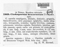 Cladosporium dracaenatum image